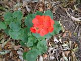 Geranium Red Single